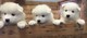 Cachorros kennel club samoyedo registrados para su venta