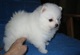 Cachorros pomerania - Foto 1