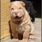 Cachorros shar pei listo - Foto 1