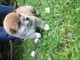 Cachorros shiba inu japoneses