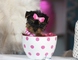 Cachorros yorkshire terrier mini toy con pedigree albero bajo,