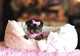 Cachorros yorkshire terrier toy - Foto 1