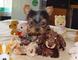 Cachorros yorkshire terrier toy