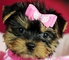 Cachorros yorkshire terrier toy - Foto 1