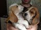 Cute cachorros beagle listo para su adopción