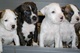 Espectaculares cachorros American Stafford - Foto 1