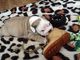 Increible camada cachorros de bulldog ingles