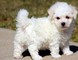 Kc impresionante bichon frise