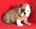 Kkkkkregalo cachorros bulldog frances excelente macho y hembra