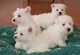Lindos cachorros westie