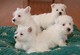 Lindos cachorros Westie - Foto 1