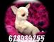 Preciosos chihuahuas en miniatura