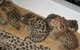 Rara serval y F1 sabana gatitos disponibles - Foto 1