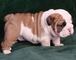 REGALO Bulldog Inglés cachorros para adopción tengo dos hermosos - Foto 1