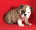 Regalo cachorros bulldog frances excelente macho y hembra - Foto 1