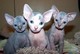 Regalo GATITOS Sphynx en adopción - Foto 1