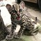 Regalo gatos margay preciosas