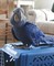 Regalo Macaw del jacinto - Foto 1