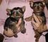 Regalo macho y hembra cachorros yorkshire terrier mini