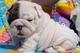 Adorable bulldog Inglés para la venta - Foto 1