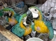 Aves loro (guacamayo azul, gris africano) - Foto 1