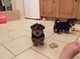 ..Cachorritas de yorkshire terrier. - Foto 1