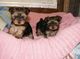 Cachorritas de yorkshire terrier..r - Foto 1