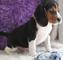 Cachorros beagle macho y hembra disponibles