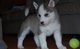 Cachorros husky siberiano macho y hembra disponibles - Foto 1