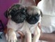 Cachorros pug disponibles