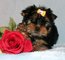 Cachorros yorkshire terrier para libre ml