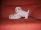 Camada de Bichon maltés - Foto 1