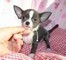 Chihuahua cachorros mini toy masculino y femenino