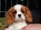 Disponibili cuccioli di cavalier king