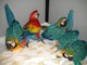 Regalo 17 meses impresionantes loros guacamayo azul y oro