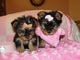 Regalo CACHORROS DE YORKSHIRES TOYS Y MINIS microchip - Foto 1