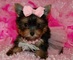 Regalo yorkshire terrier para adopcion libre