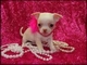 120€ año nuevo cachorritos de chihuahua miniaturas desde 100e