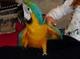 4Guipúzcoa Regalo loro guacamayo para adopcon libre - Foto 1