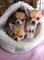 Adorables cachorros bebé chihuahua