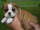 Adorables cachorros bulldog ingles para rehoming