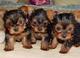 Adorables cachorros yorkshire terrier