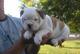 Akc cachorros bulldog registrada i̇spanyolca