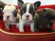 Bulldog frances, excelentes y adorables