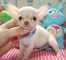 Cachorrita de chihuahua hembra, padres con muy buenos pedigree, - Foto 1