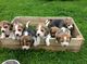 Cachorros Beagle - Foto 1