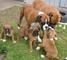 Cachorros Boxer - Foto 1