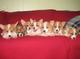 Cachorros Corgi Pembroke Galés del (Serious Consultas solamente) - Foto 1