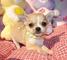 Cachorros de Chihuahua, buenas angulaciones, buena cabeza Se entr - Foto 1