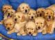 Cachorros de golden retriever - listo para ir